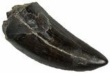 Beautiful Serrated Tyrannosaur Tooth - Two Medicine Formation #299656-1